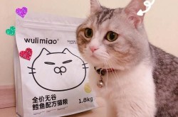 然猫短视频代运营怎样做出特色？有哪些成功经验？