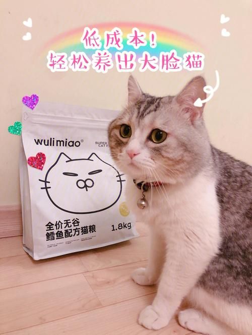 然猫短视频代运营怎样做出特色？有哪些成功经验？