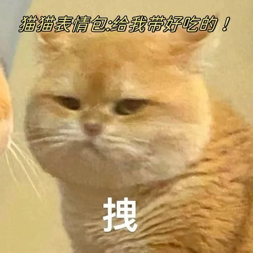 可爱的猫咪表情包下载，萌化你的聊天界面